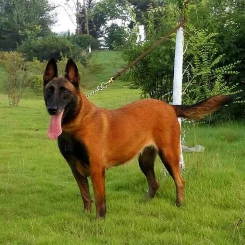 爆红马犬诚信供应商疫苗齐全视频挑选咨询送豪礼