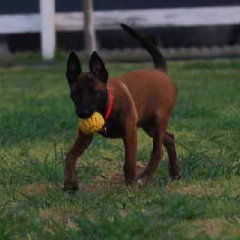 爆红马犬诚信供应商疫苗齐全视频挑选咨询送豪礼