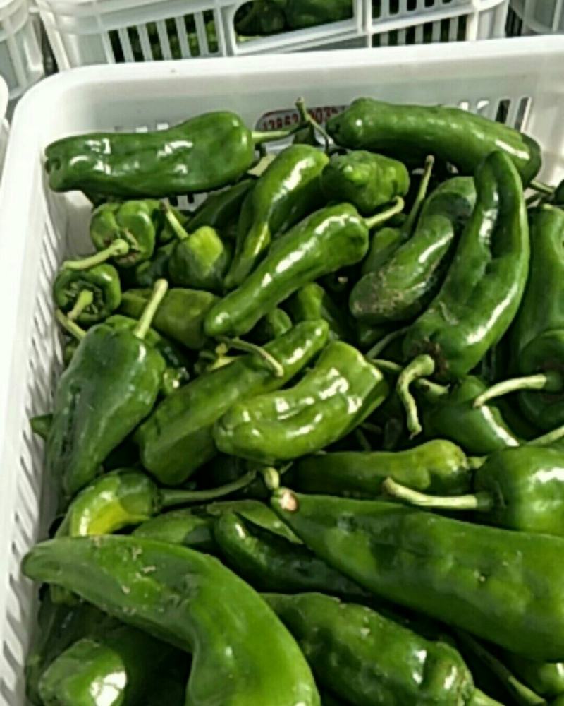 精品泡椒货源充足，基地现货大量供应，可对接全国各地发货