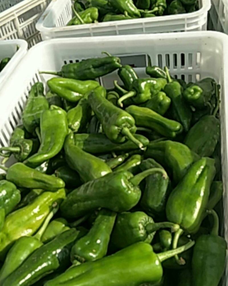 精品泡椒货源充足，基地现货大量供应，可对接全国各地发货