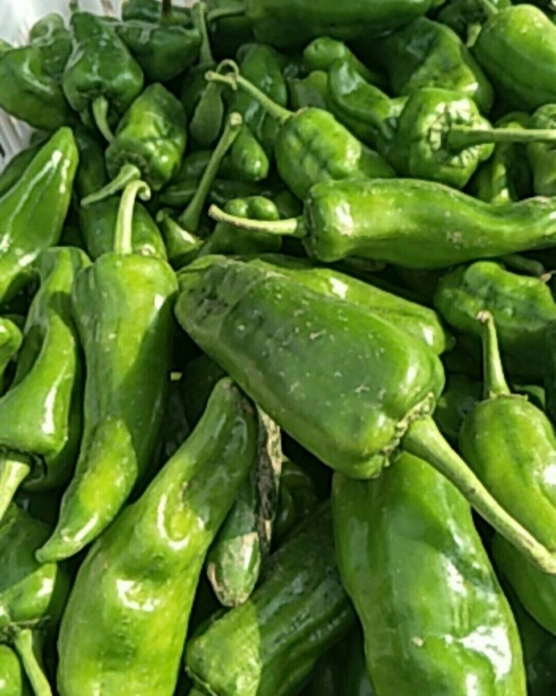精品泡椒货源充足，基地现货大量供应，可对接全国各地发货