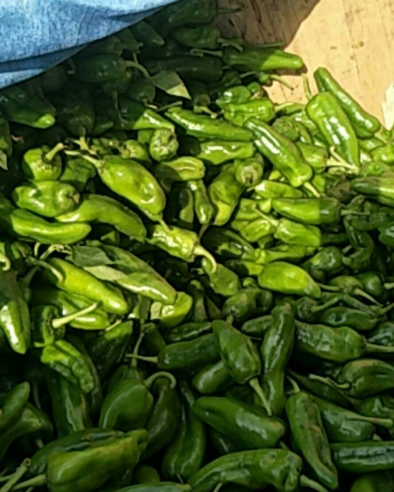 精品泡椒货源充足，基地现货大量供应，可对接全国各地发货