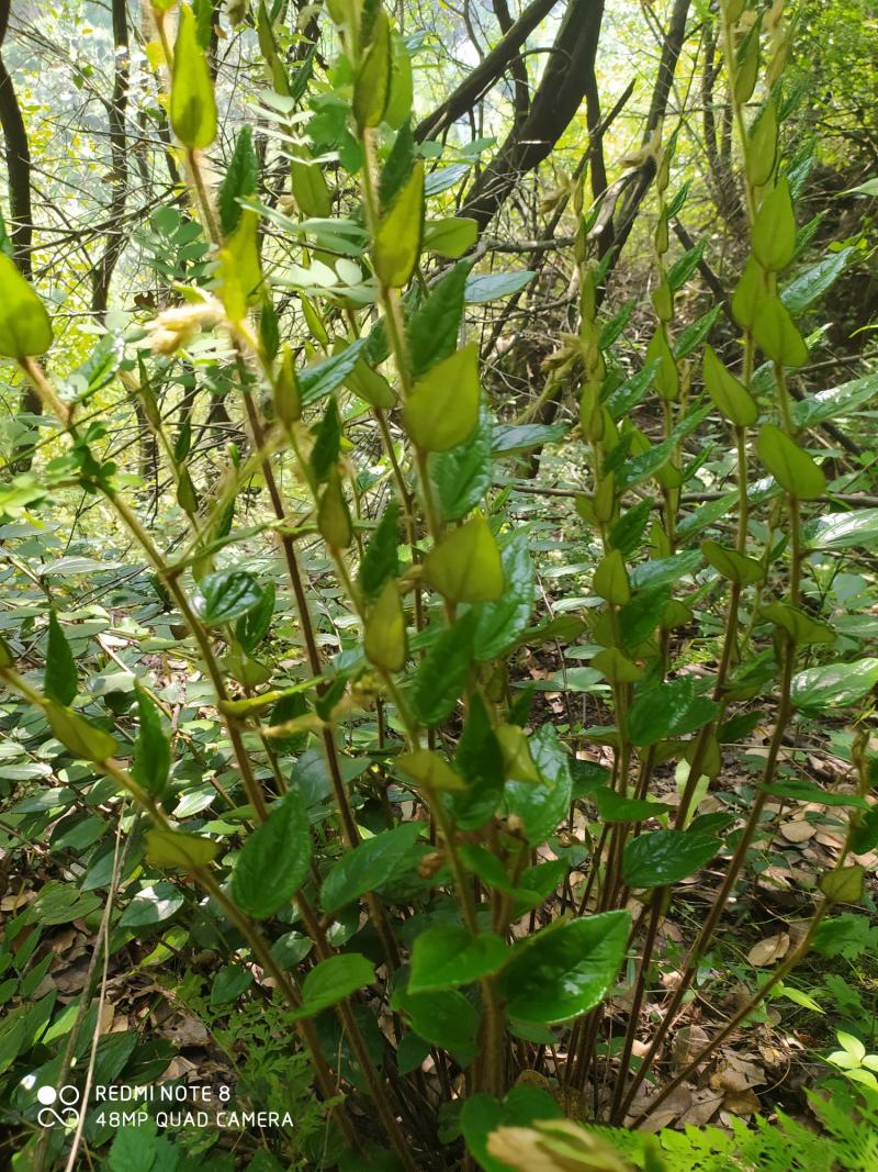 贵州毕节古夜郎野生白背兔儿风追风箭叶下花