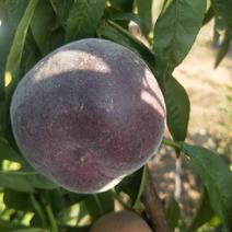 桃树2~4cm0.5~1米，黑桃树苗，大量出售。