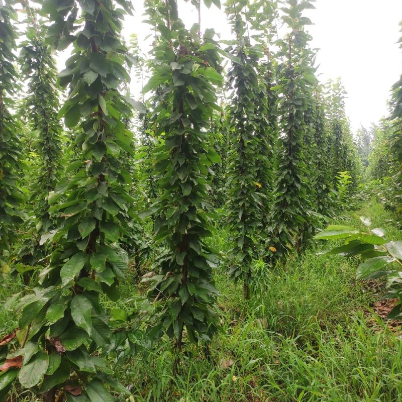 鲁樱3号樱桃苗，齐早，美早，俄罗斯八号，萨米脱，布鲁克斯