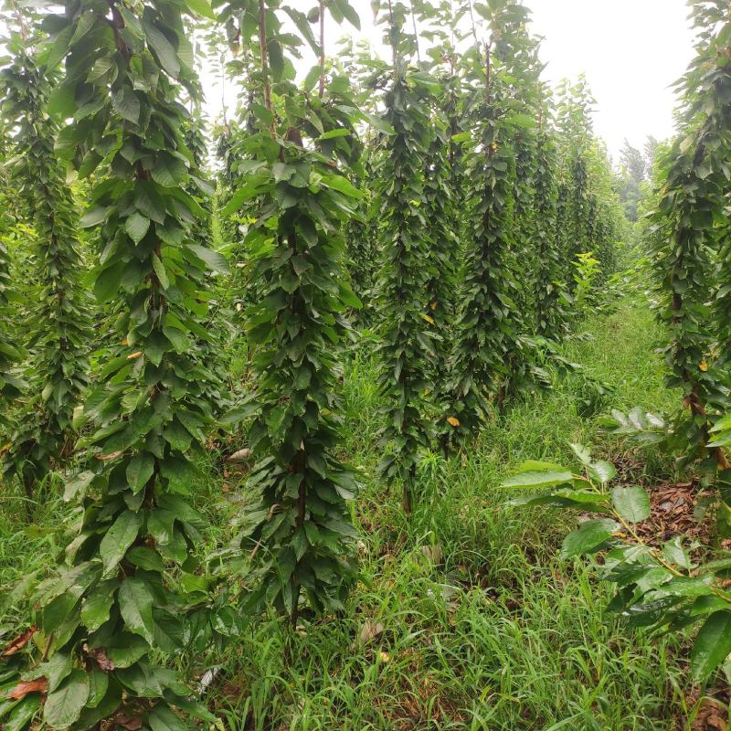 鲁樱3号樱桃苗，齐早，美早，俄罗斯八号，萨米脱，布鲁克斯