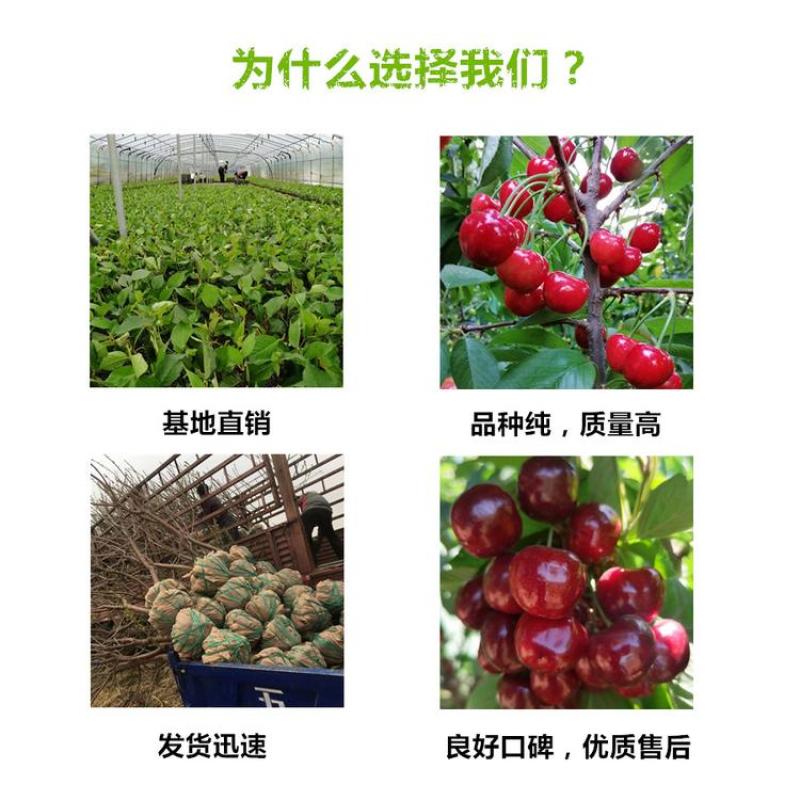 吉塞拉矮化车厘子樱桃苗，一根棍樱桃苗，美植袋繁育，易成活