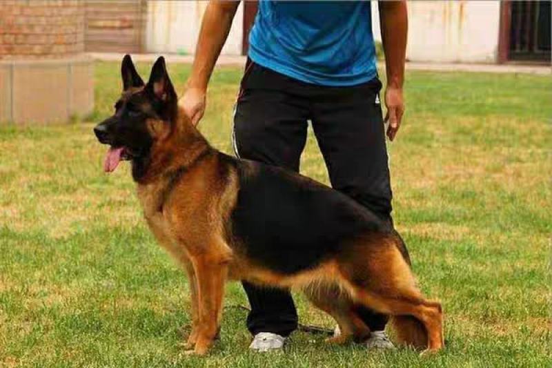 纯种德国牧羊犬包成活三针疫苗咨询送豪礼