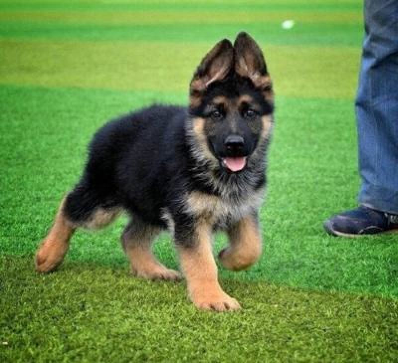 纯种德国牧羊犬包成活三针疫苗咨询送豪礼