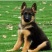 纯种德国牧羊犬包成活三针疫苗咨询送豪礼