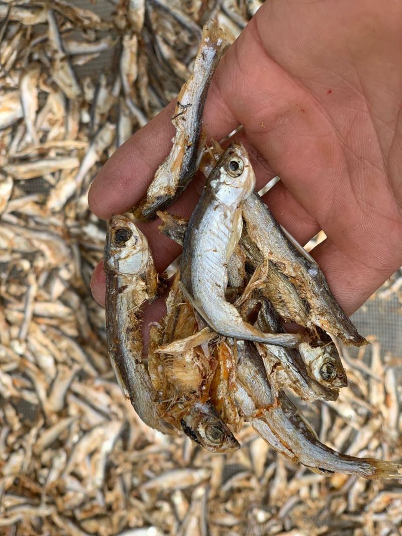白条鱼干，饲料用鱼干，