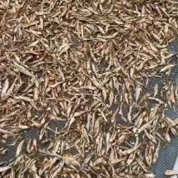 白条鱼干，饲料用鱼干，