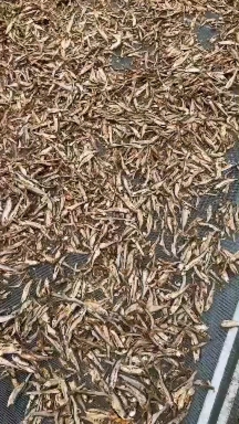白条鱼干，饲料用鱼干，
