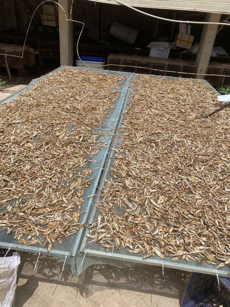 白条鱼干，饲料用鱼干，