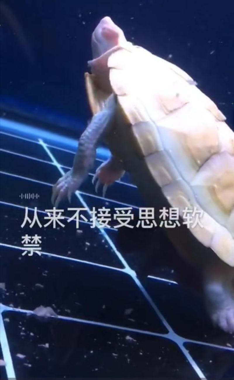白化龟，巴西变异，鳄龟变异等变异龟