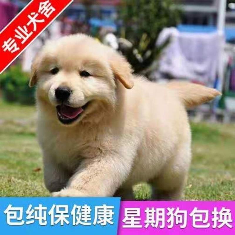 纯种双血统金毛犬全国发货视频挑选诚信商家