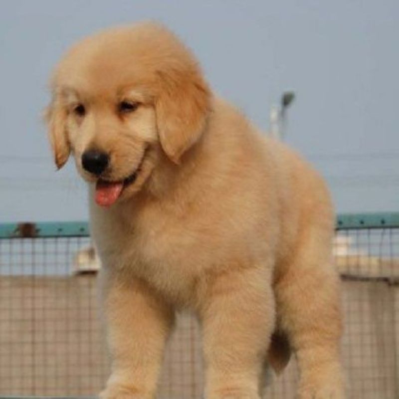 纯种双血统金毛犬全国发货视频挑选诚信商家