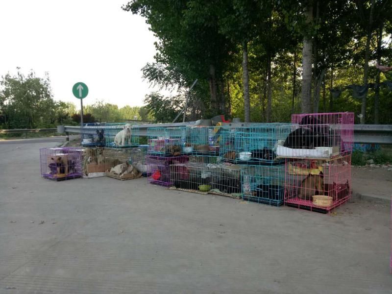 纯种双血统金毛犬全国发货视频挑选诚信商家