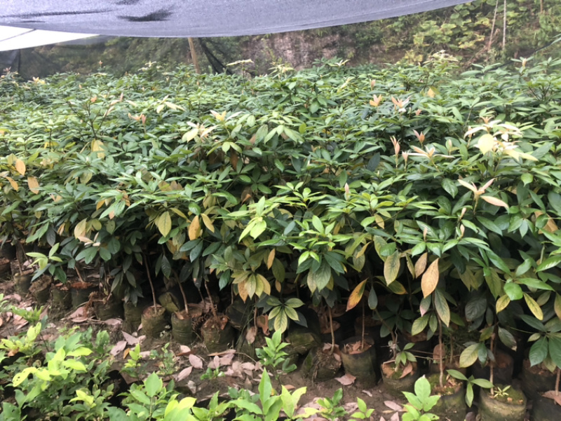 浙江楠小苗浙江楠价格浙江楠工程苗最新价格行情