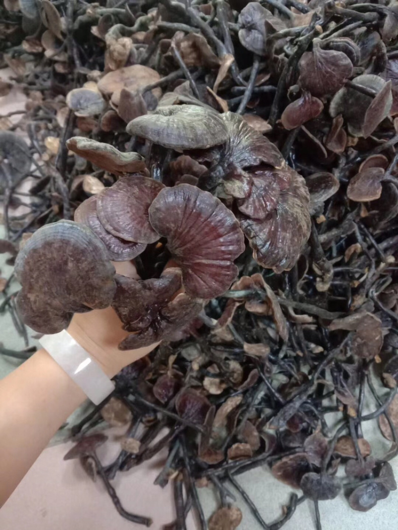 （中药材）老挝野生竹灵芝一件代发、......