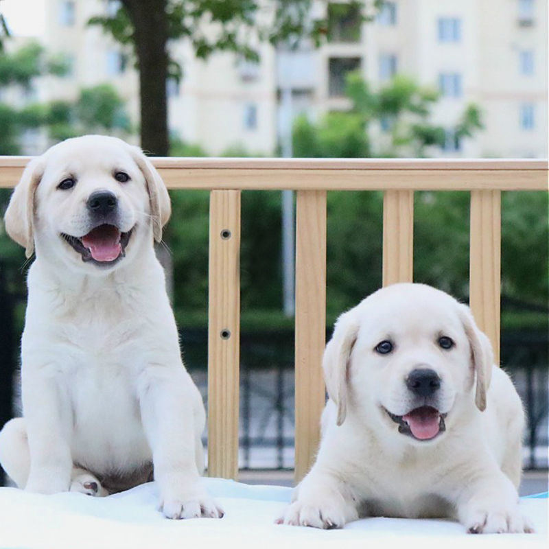高品质黑白拉布拉多犬找新家啦视频挑选满意付款