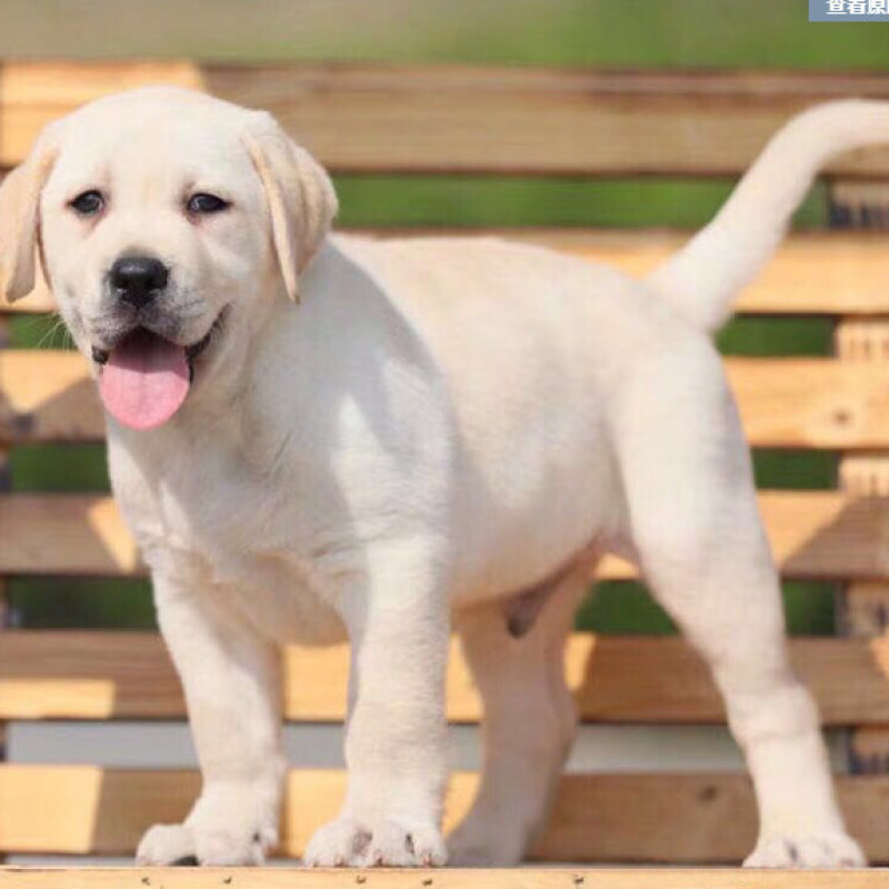 高品质黑白拉布拉多犬找新家啦视频挑选满意付款