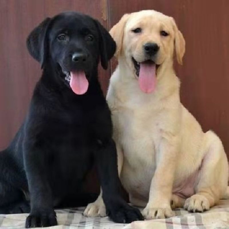 高品质黑白拉布拉多犬找新家啦视频挑选满意付款