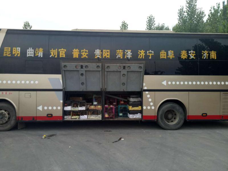 高品质黑白拉布拉多犬找新家啦视频挑选满意付款