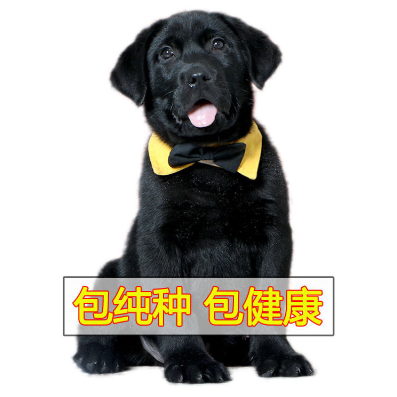 高品质黑白拉布拉多犬找新家啦视频挑选满意付款