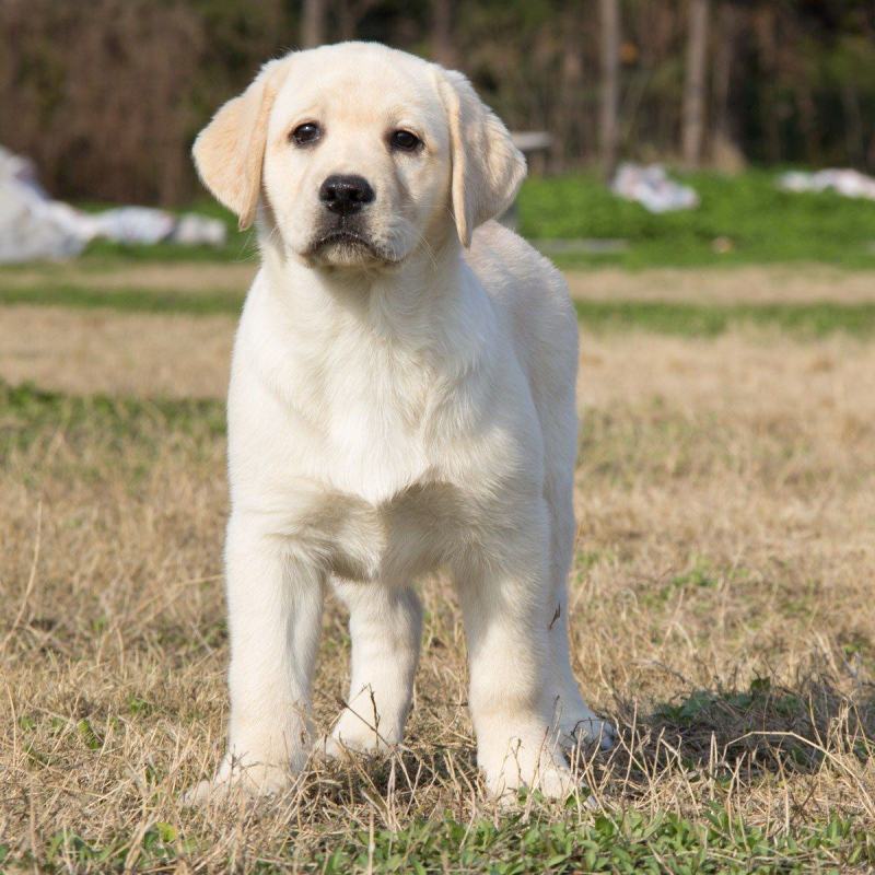 高品质黑白拉布拉多犬找新家啦视频挑选满意付款