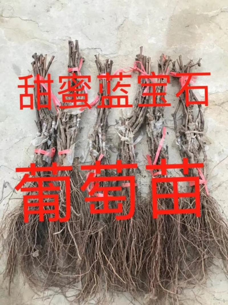 占地葡萄树苗，大量出售。营养杯葡萄苗，需要的联系