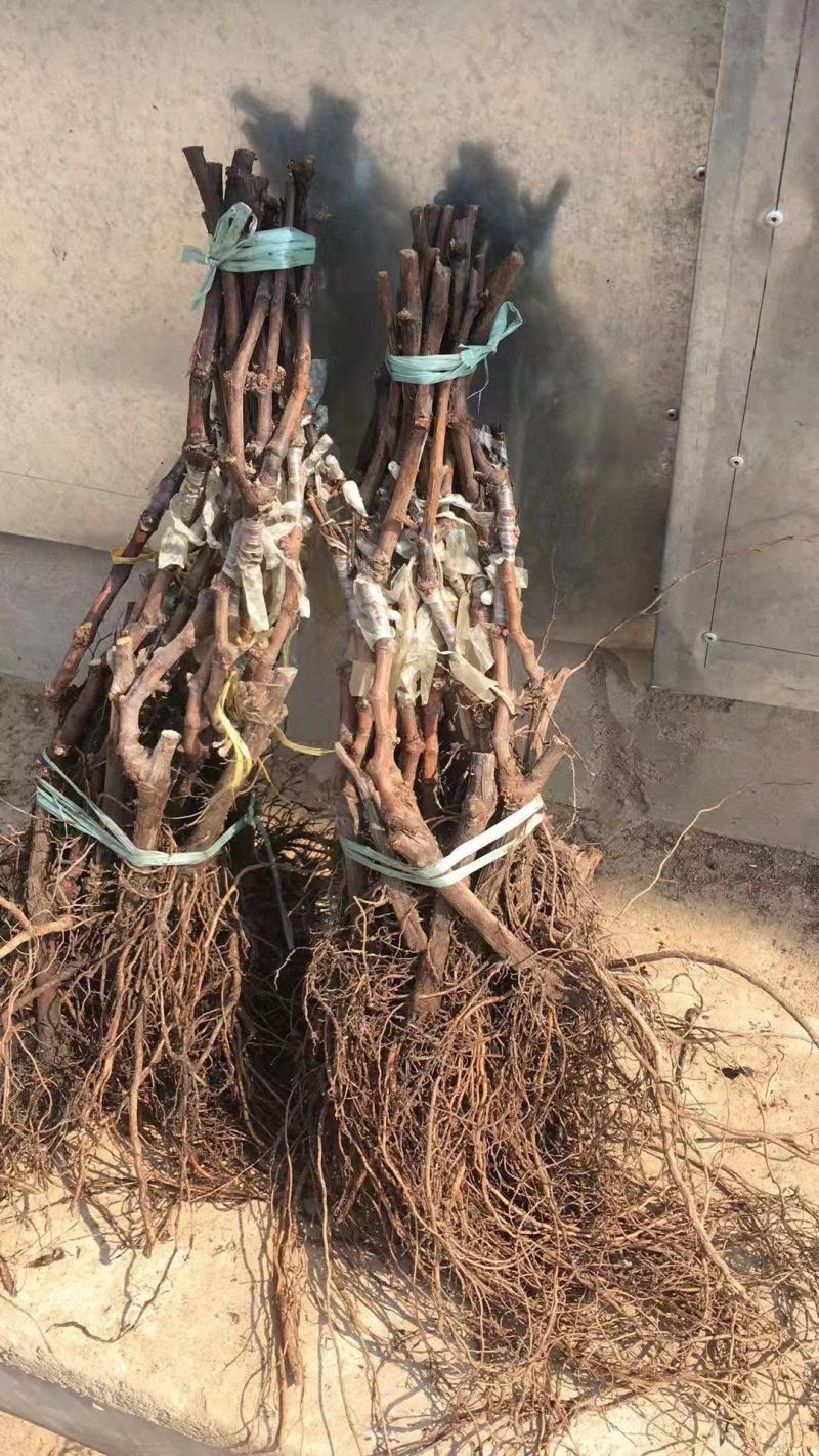 占地葡萄树苗，大量出售。营养杯葡萄苗，需要的联系