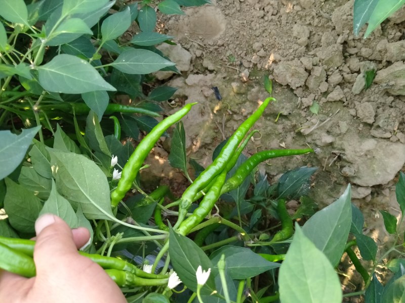莘县现货采摘优质线椒