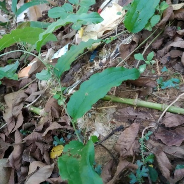 牛尾菜（春根）鲜货须预定