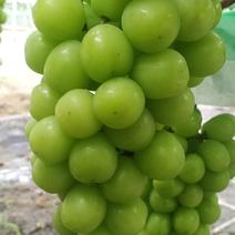 晴王原生态绿色种植葡萄