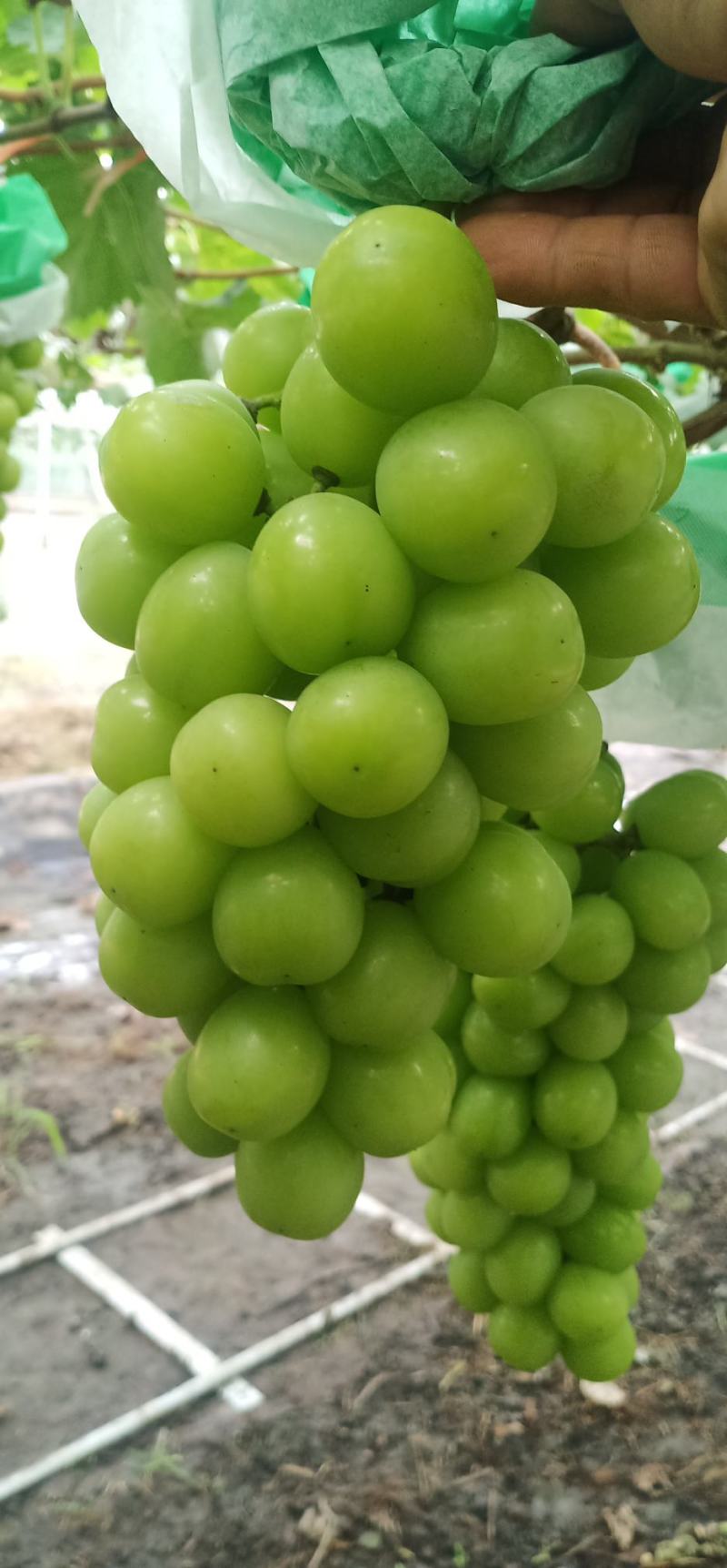 晴王原生态绿色种植葡萄