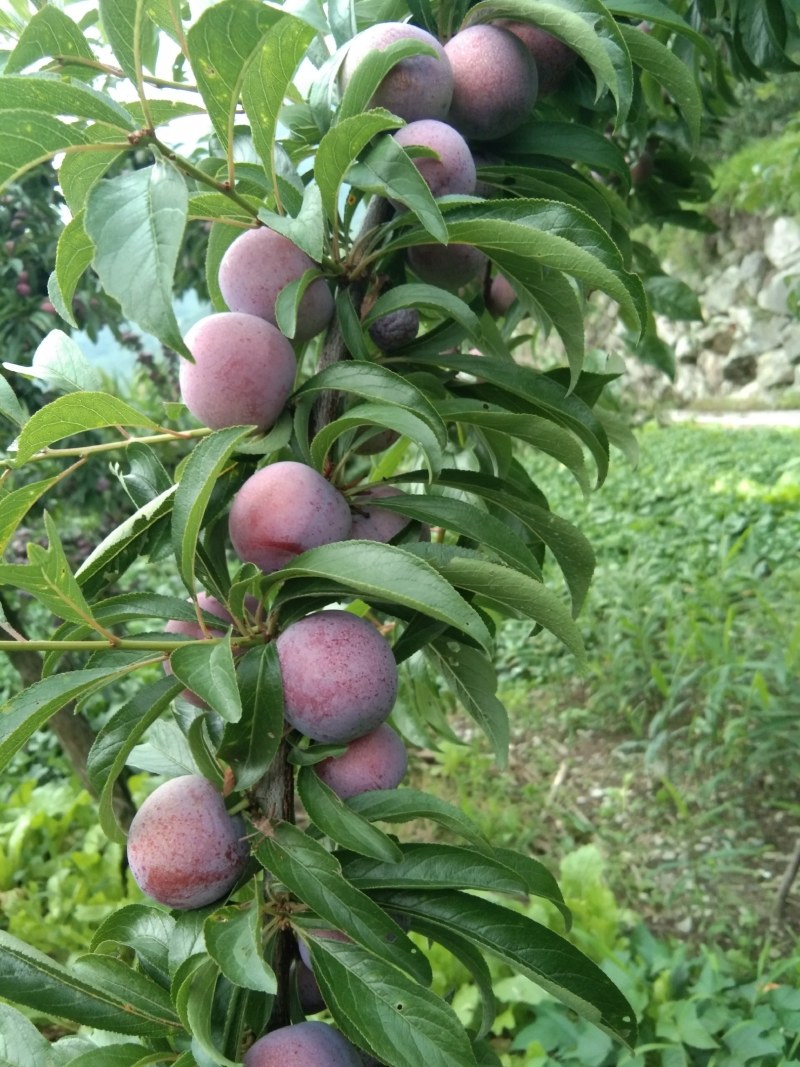汉源脆红李已成熟，口感好，欢迎各位客商光临