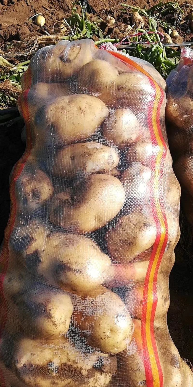 张家口张北县供应各种黄皮黄心，红皮黄心土豆