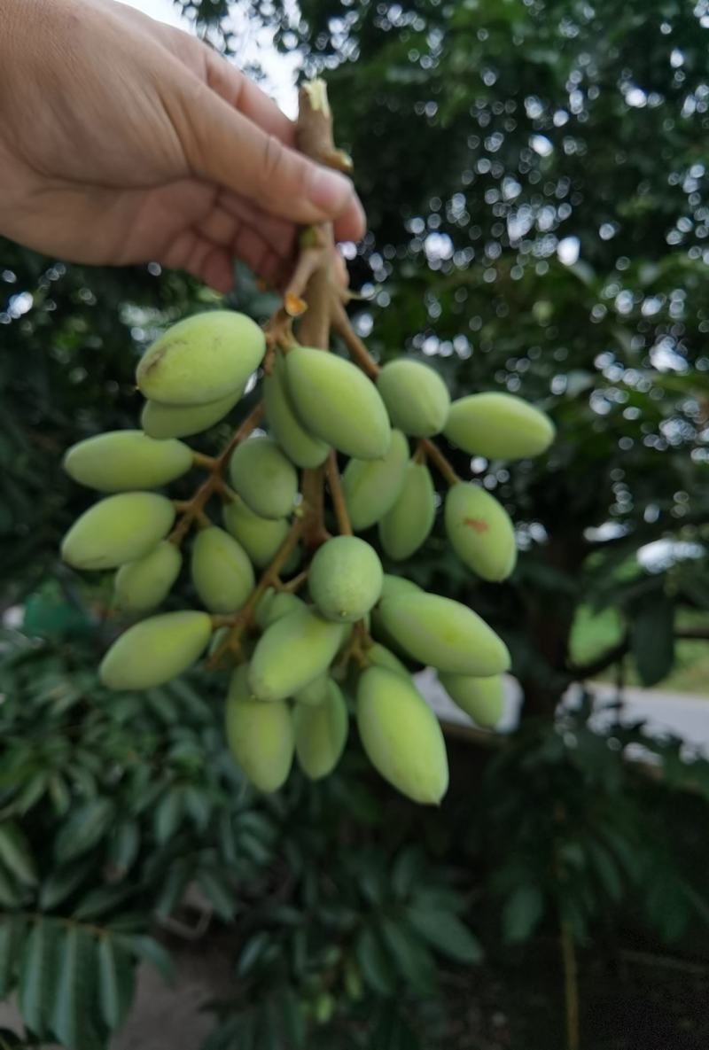 2021橄榄果橄榄鲜果青果合江青果大量低价供货