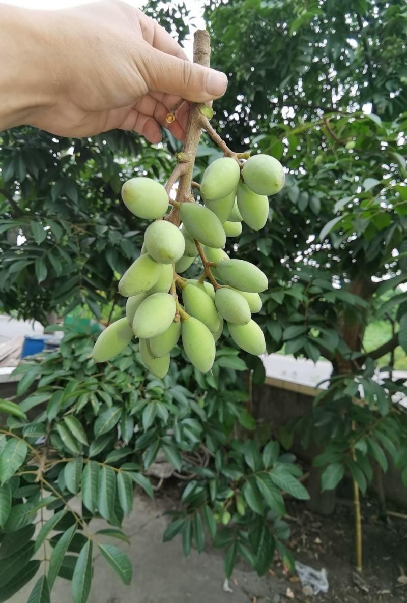 2021橄榄果橄榄鲜果青果合江青果大量低价供货