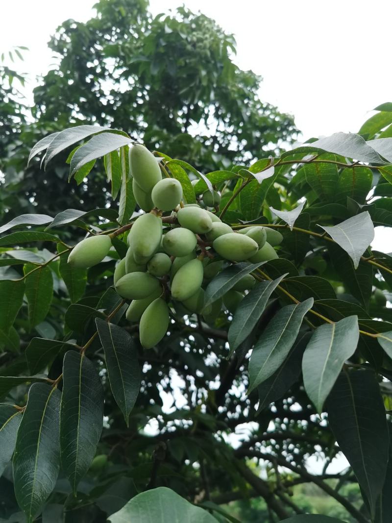 2021橄榄果橄榄鲜果青果合江青果大量低价供货
