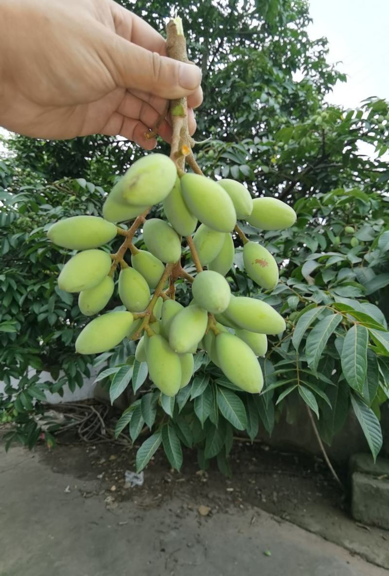 2021橄榄果橄榄鲜果青果合江青果大量低价供货