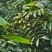 2021橄榄果橄榄鲜果青果合江青果大量低价供货