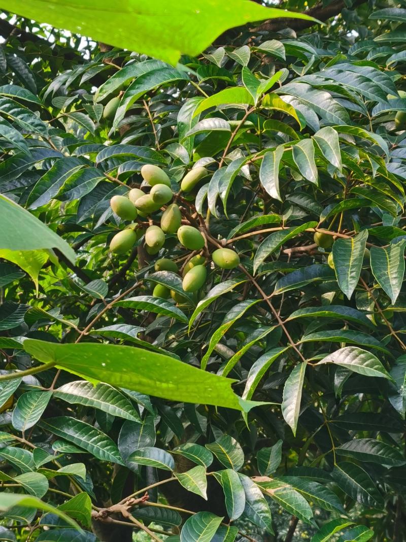 2021橄榄果橄榄鲜果青果合江青果大量低价供货