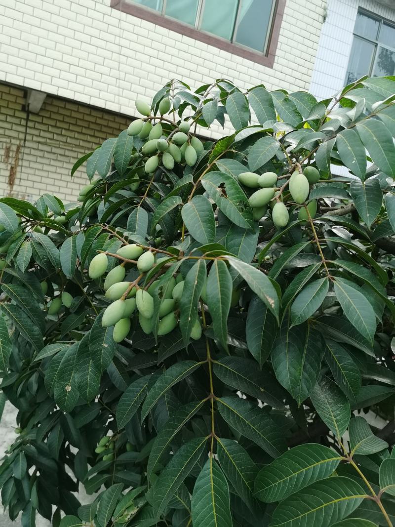 2021橄榄果橄榄鲜果青果合江青果大量低价供货