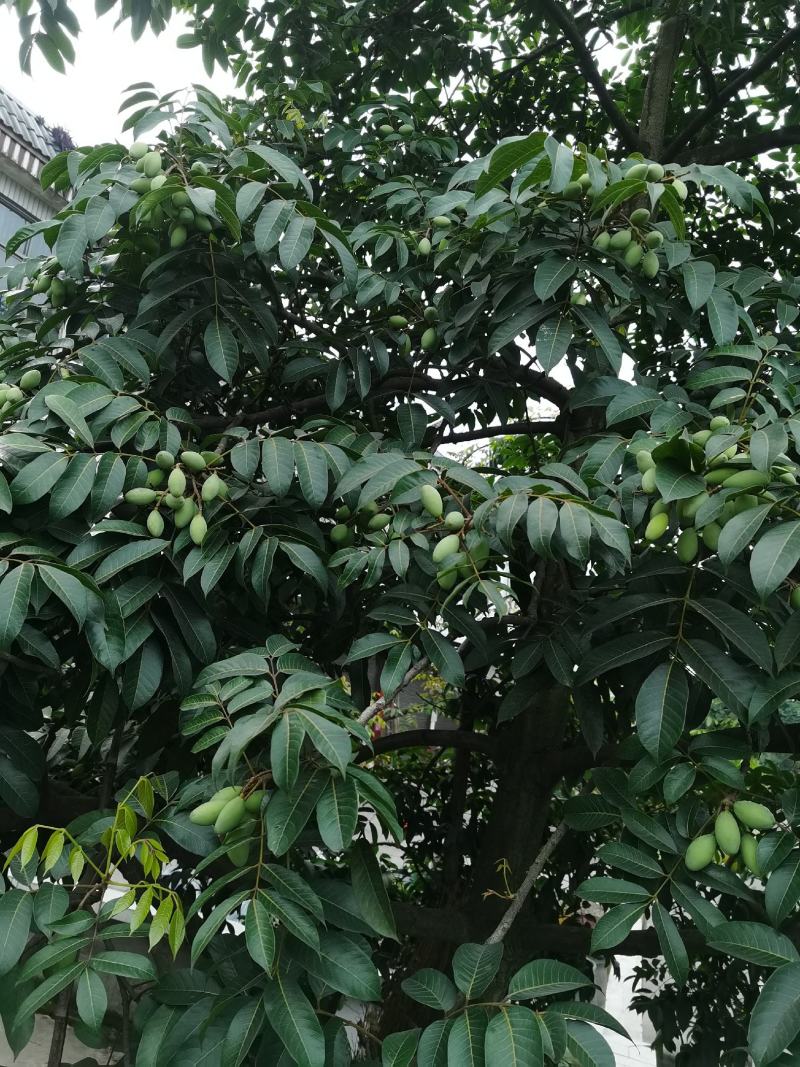 2021橄榄果橄榄鲜果青果合江青果大量低价供货