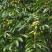 2021橄榄果橄榄鲜果青果合江青果大量低价供货