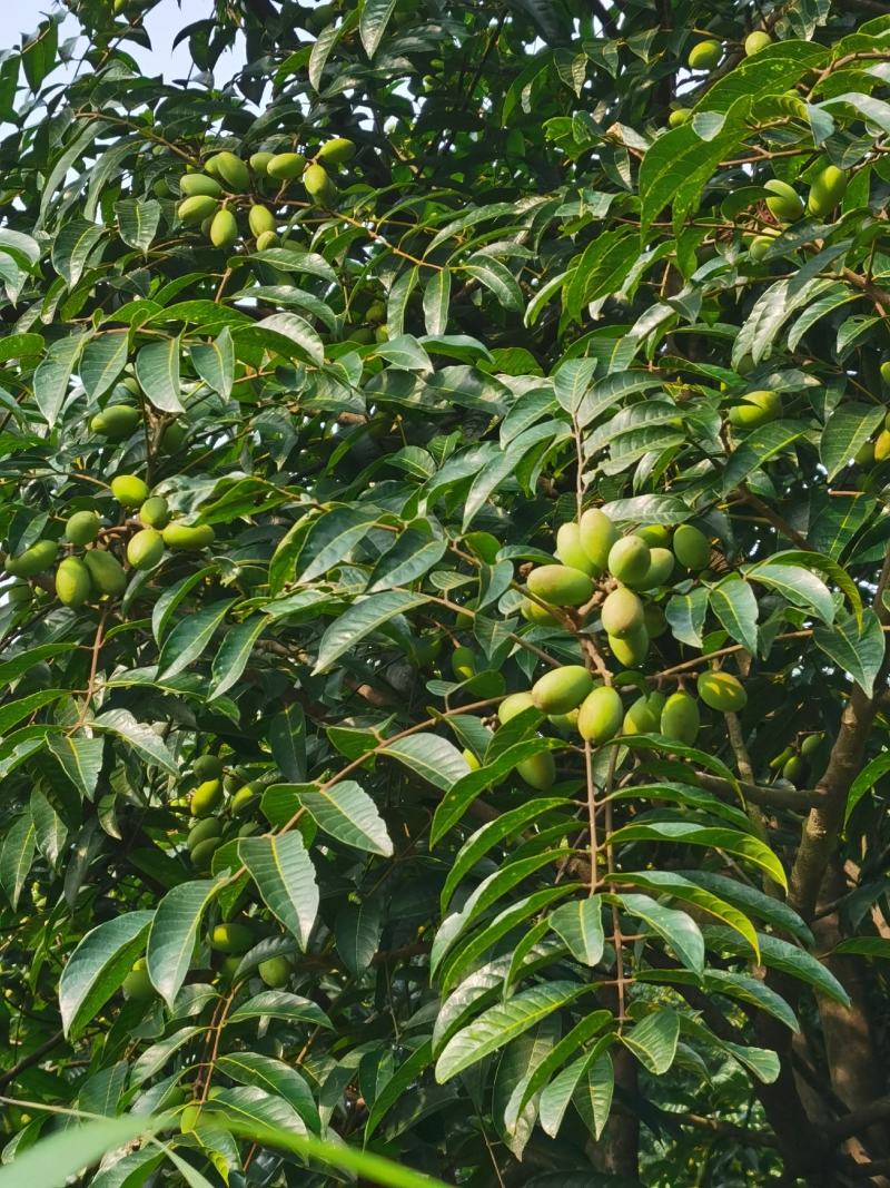 2021橄榄果橄榄鲜果青果合江青果大量低价供货
