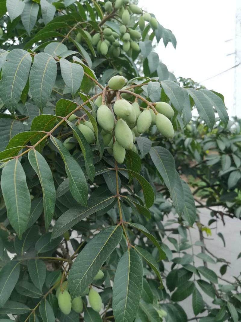 2021橄榄果橄榄鲜果青果合江青果大量低价供货