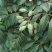 2021橄榄果橄榄鲜果青果合江青果大量低价供货